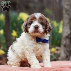 Robin/Cockapoo									Puppy/Male																/5 Weeks,Meet Robin, the most adorable Cockapoo puppy! He’s the perfect combination of sweet affection and lively energy. The Poodle in this boy makes him highly trainable and eager to please, always ready to learn new tricks that showcases his intelligence. Meanwhile, his Cocker Spaniel side brings a sweet, affectionate nature, making him a loving companion who thrives on human connection. His soft, hypoallergenic coat sheds very minimally, making him the perfect choice for those prone to allergies. Whether he’s prancing proudly by your side on a walk, playing a game, or snuggling up for a quiet moment, he will fill your days with joy!