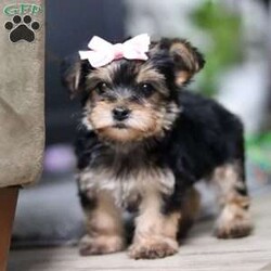 Ellie/Morkie / Yorktese									Puppy/Female														/9 Weeks,Meet Ellie she is a spirited little Morkie who doesn’t let anything hold her back. With a heart full of courage and curiosity, she’s always ready for an adventure whether it’s sniffing around, exploring new spots, or chasing her favorite toys. Her lively, playful nature is paired with a loyal streak that adds to her charm, making her as stubborn as she is sweet. 