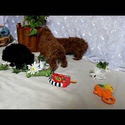 Shadow/Toy Poodle									Puppy/Male																/January 29th, 2025,Meet Shadow, a cute and cuddly Toy Poodle puppy. This darling pooch is vet checked and up to date on shots & wormer plus the breeder provides a 30 day health guarantee for him. He is being family raised with children and is socialized. And, Shadow can be registered with the ACA. To learn more about this fun-loving pup, call the breeder today!
