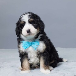 Donald/Mini Bernedoodle									Puppy/Male	/10 Weeks,Meet Donald, our sweet Mini Bernedoodle boy with a heart full of love! Raised with our family, he’s used to kids, cuddles, and lots of playtime. Donald is vet checked, microchipped, and up to date on his vaccines and dewormer—he’s happy, healthy, and ready to join your home. Whether it’s snuggling on the couch or running around the yard, Donald is always ready to be by your side. He’s just waiting to meet his forever family!