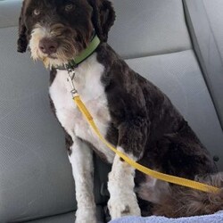 Daisy/Portuguese Water Dog									Puppy/Female														/February 24th, 2025,Meet Daisy the Portuguese Water Dog puppy—she’s a fluffy ball of fun! With her soft, non-shedding coat and eager-to-please attitude, she’ll be a great addition to any family and a vital part of all your adventures!