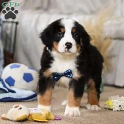 Charlie/Bernese Mountain Dog									Puppy/Male																/10 Weeks,Meet Charlie! the majestic AKC Bernese Mountain Dog! He boasts the classic tri-colored coat of the Bernese Mountain Dog, featuring rich black, snowy white, and warm rust tones that create a striking and elegant look. His large, soulful eyes and sturdy build give him a majestic presence that’s hard to resist. He thrives in the great outdoors. Whether you take him for a stroll at the park or an adventurous hike, he’s always ready for fun and loves soaking up the sunshine and fresh air!