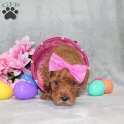 Summer/Mini Goldendoodle									Puppy/Female														/8 Weeks,Here comes a dark red ICA Miniature Goldendoodle puppy who is already started on potty training and crate training!  This pup will be small as an adult about 16-23lbs. This cutie is born to parents who are Genetically Tested for breed specific hereditary issues and their results show that this litter of puppies will not have any issues that will adversely affect their health. While other Goldendoodles may suffer from health issues as they age, this pup has no predispositions to breed specific health concerns!  Each pup in this litter is up to date on shots and dewormer and vet checked and well socialized with children, teens, adults, and other puppies! We offer the option for  a 1 Year Genetic Health Guarantee! This puppy can have ICA papers and be microchipped for an extra fee!