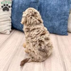 Pansey/Cavapoo									Puppy/Female														/8 Weeks,Meet Pansey! This sweet and adorable chocolate Cavapoo is looking for a forever family!