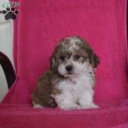 Preston/Teddy Bear									Puppy/Male																/8 Weeks,Preston is a happy Shichon puppy who loves to play! This cutie is socialized, family raised, and ready to meet you! Preston comes home with a 30 day health guarantee as well as an extended genetic health guarantee, both provided by the breeders. He has also been seen by a vet and is up to date on shots and de-wormer. Call Steven and Sadie Fisher today for more details and to schedule a visit to meet Preston!