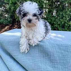 Tundra/Yorkie Poo									Puppy/Male																/16 Weeks