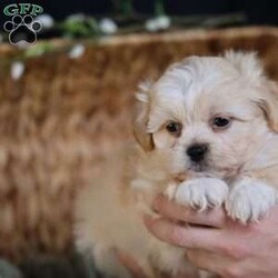 Hemi/Teddy Bear									Puppy/Male																/8 Weeks,To contact the breeder about this puppy, click on the “View Breeder Info” tab above.