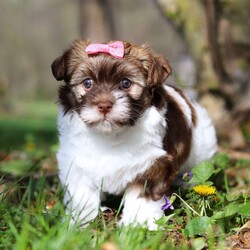 Maggie/Havanese									Puppy/Female														/6 Weeks,Meet Maggie, the most adorable AKC Havanese girl! With her sweet expression and a personality that shines, she will always be ready to brighten your day. Whether she’s trotting by your side, chasing after her favorite toy, or curling up in your lap for a nap, she will bring joy to every moment. This sweet girl will quickly become your shadow, following you wherever you go and showering you with affection. Havanese are known for their gentle, playful nature and Maggie is a beautiful example of everything we love about the breed!