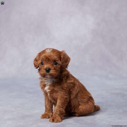 Grace/Cavapoo									Puppy/Female														/5 Weeks