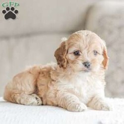 Karma/Cockapoo									Puppy/Female														/9 Weeks,Are you looking for a loveable and cuddly best friend? You will want to meet our family raised Cockapoos! They love to play and cuddle and will make a wonderful addition to your home. These puppies will be ready to go home on April 17th!