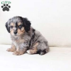 Benji/Dachshund Mix									Puppy/Male																/7 Weeks,To contact the breeder about this puppy, click on the “View Breeder Info” tab above.