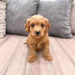 Lucy/Mini Goldendoodle									Puppy/Female														/7 Weeks,Meet Lucy! This sweet and adorable Mini Goldendoodle is looking for a forever family!