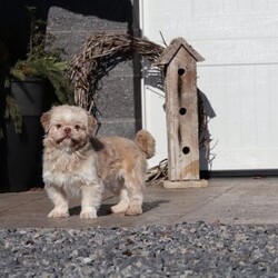 Hemi/Teddy Bear									Puppy/Male																/8 Weeks,To contact the breeder about this puppy, click on the “View Breeder Info” tab above.