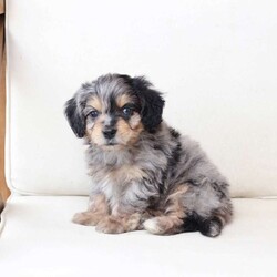Benji/Dachshund Mix									Puppy/Male																/7 Weeks