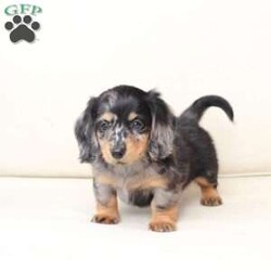 Tucker/Dachshund									Puppy/Male																/7 Weeks,To contact the breeder about this puppy, click on the “View Breeder Info” tab above.