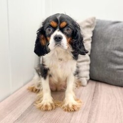Pansey/Cavapoo									Puppy/Female														/8 Weeks,Meet Pansey! This sweet and adorable chocolate Cavapoo is looking for a forever family!