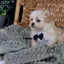 Hemi/Teddy Bear									Puppy/Male																/8 Weeks,To contact the breeder about this puppy, click on the “View Breeder Info” tab above.