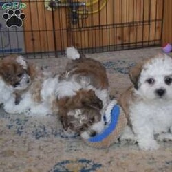 Preston/Teddy Bear									Puppy/Male																/8 Weeks,Preston is a happy Shichon puppy who loves to play! This cutie is socialized, family raised, and ready to meet you! Preston comes home with a 30 day health guarantee as well as an extended genetic health guarantee, both provided by the breeders. He has also been seen by a vet and is up to date on shots and de-wormer. Call Steven and Sadie Fisher today for more details and to schedule a visit to meet Preston!