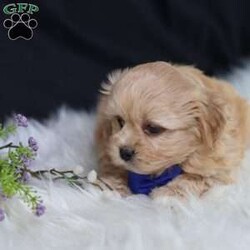 Hester/Teddy Bear									Puppy/Male																/8 Weeks,To contact the breeder about this puppy, click on the “View Breeder Info” tab above.