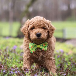 Linford/Cockapoo									Puppy/Male																/6 Weeks,Meet Linford, an adorable F1B Cockapoo who’s brimming with curiosity and charm! This little guy is always eager to explore the world around him, whether it’s sniffing out new adventures or playfully chasing after his favorite toy. His bright eyes and wagging tail are always full of excitement, ready to turn every moment into a fun-filled experience. As a Cockapoo, he inherits the intelligence of a Poodle and the friendly nature of a Cocker Spaniel, making him an ideal companion for families or individuals alike. If you’re looking for a loyal companion who’s as inquisitive as loving, he is the perfect choice!