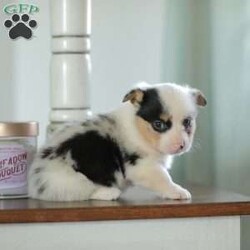Callie/Pembroke Welsh Corgi									Puppy/Female														/5 Weeks,Are you looking for a new addition to your family? Our Corgi puppies make an adorable fit! These puppies are raised with our family and they receive lots of love and playtime from our children! They have sweet personalities and do very well with young children. Callie is a beautifull blue merle and is the only one in her litter.