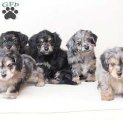 Monty/Dachshund Mix									Puppy/Male																/7 Weeks,To contact the breeder about this puppy, click on the “View Breeder Info” tab above.
