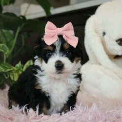 Emberly/Mini Bernedoodle									Puppy/Female														/7 Weeks,Meet Emberly, the sweetest little F1 Mini Bernadoodle! With her luxuriously soft coat that’s irresistible to touch and deep, soulful eyes full of love and mischief,she’ll steal your heart in an instant. Whether she’s playfully bouncing around the yard or snuggling up for a cozy nap, Emberly effortlessly fits into any lifestyle. Thanks to her Poodle smarts and Bernese devotion, she’s a quick learner who thrives on positive reinforcement. Whether mastering new tricks or simply wagging her tail in excitement at the sound of your voice, this little girl is ready to impress!