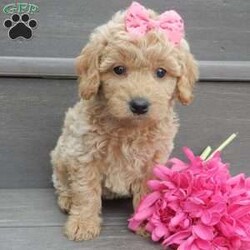 Jane/Mini Goldendoodle									Puppy/Female														/7 Weeks,Prepare to fall in love! My name is Jane and I’m the sweetest F1b mini goldendoodle! One look into my warm, loving eyes and at my super soft fluffy coat and I’ll be sure to have captured your heart already! I’m very happy, playful and very kid friendly and I would love to fill your home with all my puppy love!! I have a very sweet personality, and I love giving kisses. I stand out above the rest with my sweet, loving personality and my cute silvery apricot coat! I will come to you vet checked and up to date on all vaccinations and dewormings . I come with a 1-year guarantee with the option of extending it to a 3-year guarantee and shipping is available! My mother is Kona, an F1 Goldendoodle weighing 32# and my father is Zeke, a 10# mini Poodle and he is genetic tested clear! Both of my parents are very calm and kid friendly which will make me the same!! I will grow to approx. 18-22# and I will be hypoallergenic and non shedding!!!… Why wait when you know I’m the one for you? Call or text Martha to make me the newest addition to your family and get ready to spend a lifetime of tail wagging fun with me! (7% sales tax on in home pickups)