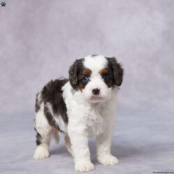 Flip/Cavapoo									Puppy/Male																/6 Weeks,Say hello to Flip, a sweet F1 Cavapoo with a happy heart and a playful personality! Flip has been raised in a loving environment where he’s received tons of attention, snuggles, and care. He’s well-socialized, making him friendly, gentle, and ready to bond with his forever family. Flip has been vet checked, is up to date on vaccines and dewormer, and is microchipped for added peace of mind. He also comes with a health guarantee, so you can feel confident about bringing him home. His parents are AKC registered and have been genetically health tested, giving him a great start in life. Whether you’re near or far, delivery options are available. If you’re looking for a loyal, lovable sidekick—Flip is the perfect match!