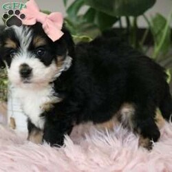 Emberly/Mini Bernedoodle									Puppy/Female														/7 Weeks,Meet Emberly, the sweetest little F1 Mini Bernadoodle! With her luxuriously soft coat that’s irresistible to touch and deep, soulful eyes full of love and mischief,she’ll steal your heart in an instant. Whether she’s playfully bouncing around the yard or snuggling up for a cozy nap, Emberly effortlessly fits into any lifestyle. Thanks to her Poodle smarts and Bernese devotion, she’s a quick learner who thrives on positive reinforcement. Whether mastering new tricks or simply wagging her tail in excitement at the sound of your voice, this little girl is ready to impress!
