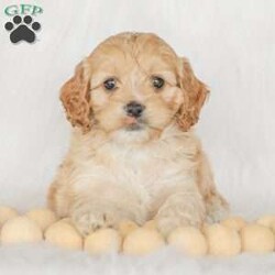 Karma/Cockapoo									Puppy/Female														/9 Weeks,Are you looking for a loveable and cuddly best friend? You will want to meet our family raised Cockapoos! They love to play and cuddle and will make a wonderful addition to your home. These puppies will be ready to go home on April 17th!