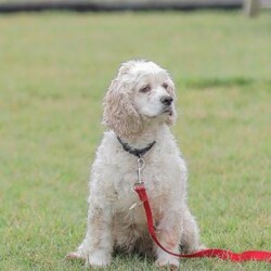 Karma/Cockapoo									Puppy/Female														/9 Weeks,Are you looking for a loveable and cuddly best friend? You will want to meet our family raised Cockapoos! They love to play and cuddle and will make a wonderful addition to your home. These puppies will be ready to go home on April 17th!