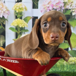 Jamie/Dachshund/Female/8 weeks Adopt a dog:Jamie/Dachshund/Female/8 weeks,Hi, I'm Jamie! I'm an 8-week-old female Dachshund with a beautiful chocolate & tan coat, born on February 28, which makes me a Pisces pup. I am ready now to plan my trip to my forever family. I'm APRI registered. Let's start our forever adventure together.