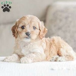 Karma/Cockapoo									Puppy/Female														/9 Weeks,Are you looking for a loveable and cuddly best friend? You will want to meet our family raised Cockapoos! They love to play and cuddle and will make a wonderful addition to your home. These puppies will be ready to go home on April 17th!