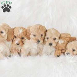 Karma/Cockapoo									Puppy/Female														/9 Weeks,Are you looking for a loveable and cuddly best friend? You will want to meet our family raised Cockapoos! They love to play and cuddle and will make a wonderful addition to your home. These puppies will be ready to go home on April 17th!