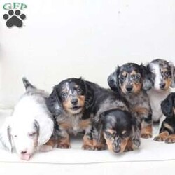 Tucker/Dachshund									Puppy/Male																/7 Weeks,To contact the breeder about this puppy, click on the “View Breeder Info” tab above.