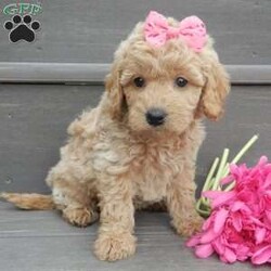 Jane/Mini Goldendoodle									Puppy/Female														/7 Weeks,Prepare to fall in love! My name is Jane and I’m the sweetest F1b mini goldendoodle! One look into my warm, loving eyes and at my super soft fluffy coat and I’ll be sure to have captured your heart already! I’m very happy, playful and very kid friendly and I would love to fill your home with all my puppy love!! I have a very sweet personality, and I love giving kisses. I stand out above the rest with my sweet, loving personality and my cute silvery apricot coat! I will come to you vet checked and up to date on all vaccinations and dewormings . I come with a 1-year guarantee with the option of extending it to a 3-year guarantee and shipping is available! My mother is Kona, an F1 Goldendoodle weighing 32# and my father is Zeke, a 10# mini Poodle and he is genetic tested clear! Both of my parents are very calm and kid friendly which will make me the same!! I will grow to approx. 18-22# and I will be hypoallergenic and non shedding!!!… Why wait when you know I’m the one for you? Call or text Martha to make me the newest addition to your family and get ready to spend a lifetime of tail wagging fun with me! (7% sales tax on in home pickups)