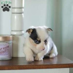 Callie/Pembroke Welsh Corgi									Puppy/Female														/5 Weeks,Are you looking for a new addition to your family? Our Corgi puppies make an adorable fit! These puppies are raised with our family and they receive lots of love and playtime from our children! They have sweet personalities and do very well with young children. Callie is a beautifull blue merle and is the only one in her litter.
