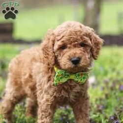 Linford/Cockapoo									Puppy/Male																/6 Weeks,Meet Linford, an adorable F1B Cockapoo who’s brimming with curiosity and charm! This little guy is always eager to explore the world around him, whether it’s sniffing out new adventures or playfully chasing after his favorite toy. His bright eyes and wagging tail are always full of excitement, ready to turn every moment into a fun-filled experience. As a Cockapoo, he inherits the intelligence of a Poodle and the friendly nature of a Cocker Spaniel, making him an ideal companion for families or individuals alike. If you’re looking for a loyal companion who’s as inquisitive as loving, he is the perfect choice!