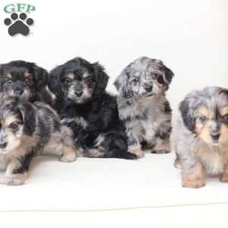 Benji/Dachshund Mix									Puppy/Male																/7 Weeks,To contact the breeder about this puppy, click on the “View Breeder Info” tab above.