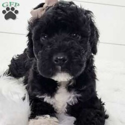 Nova/Portuguese Water Dog									Puppy/Female														/6 Weeks,Nova is a very playful little girl,She is very curious and loves to explore but also loves to cuddle.Both parents have been health tested and are clear.Please feel free to call or text for more info.