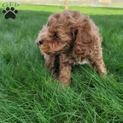 Diamond/Miniature Poodle									Puppy/Male																/7 Weeks,Meet Diamond. He loves attention and to run around and play. Does great around children. Diamond is vet checked and up to date on all vaccinations and de-wormer. Come meet Diamond and see if he’s a great fit for your family.