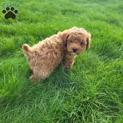 Diamond/Miniature Poodle									Puppy/Male																/7 Weeks,Meet Diamond. He loves attention and to run around and play. Does great around children. Diamond is vet checked and up to date on all vaccinations and de-wormer. Come meet Diamond and see if he’s a great fit for your family.