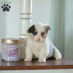 Callie/Pembroke Welsh Corgi									Puppy/Female														/5 Weeks,Are you looking for a new addition to your family? Our Corgi puppies make an adorable fit! These puppies are raised with our family and they receive lots of love and playtime from our children! They have sweet personalities and do very well with young children. Callie is a beautifull blue merle and is the only one in her litter.