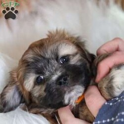 Hendrix/Teddy Bear									Puppy/Male																/8 Weeks,To contact the breeder about this puppy, click on the “View Breeder Info” tab above.