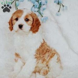 Opal/Cavapoo									Puppy/Male																/10 Weeks,Do you love Cavaliers but struggle with their heavy shedding? Then take a look at this puppy. With their poodle hair coat and the Cavaliers’ happy personality, they are sure to please.