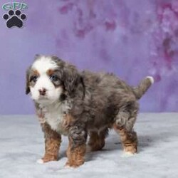 Skyler/Mini Bernedoodle									Puppy/Male																/7 Weeks,Hello there! I’m Skyler, a beautiful Blue Merle Mini Bernedoodle puppy and i would love to come home with you! Skyler is very happy, playful and very well socialized with children! I would love to fill your home with all of my puppy love! I have been vet checked, microchipped and am up to date on vaccinations and dewormings and will come with a one year genetic health guarantee. You’re welcome to stop by and look at these lovely Mini Bernedoodles anytime and see for yourself how much love they get!