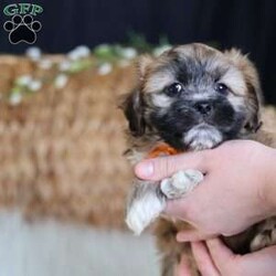 Hendrix/Teddy Bear									Puppy/Male																/8 Weeks,To contact the breeder about this puppy, click on the “View Breeder Info” tab above.