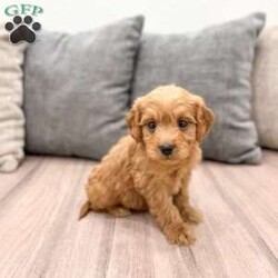 Lucy/Mini Goldendoodle									Puppy/Female														/7 Weeks,Meet Lucy! This sweet and adorable Mini Goldendoodle is looking for a forever family!