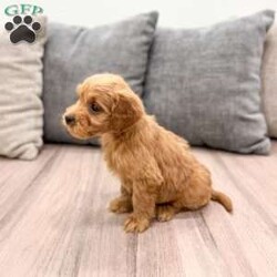 Lucy/Mini Goldendoodle									Puppy/Female														/7 Weeks,Meet Lucy! This sweet and adorable Mini Goldendoodle is looking for a forever family!
